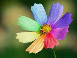 الخالق والفطرة ..تعليق على أبحاث علمية أكاديمية تثبت فطرية الإيمان!  