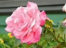 ويبقى العود ما بقي اللحـاء